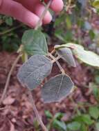 Image of Desmodium rhytidophyllum Benth.