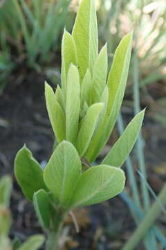 Image of Eriosema kraussianum Meissner