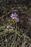 Image of Freesia verrucosa (B. Vogel) Goldblatt & J. C. Manning