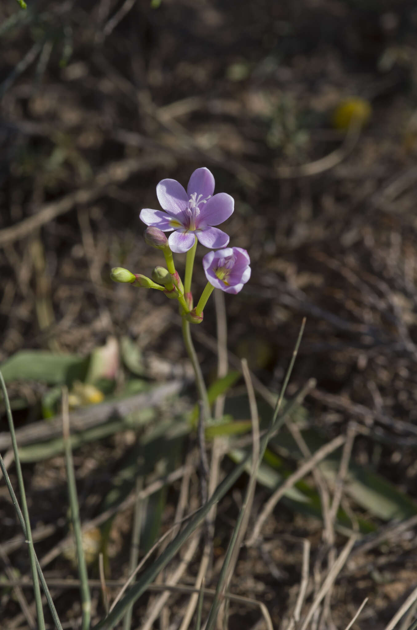 Image of Freesia verrucosa (B. Vogel) Goldblatt & J. C. Manning