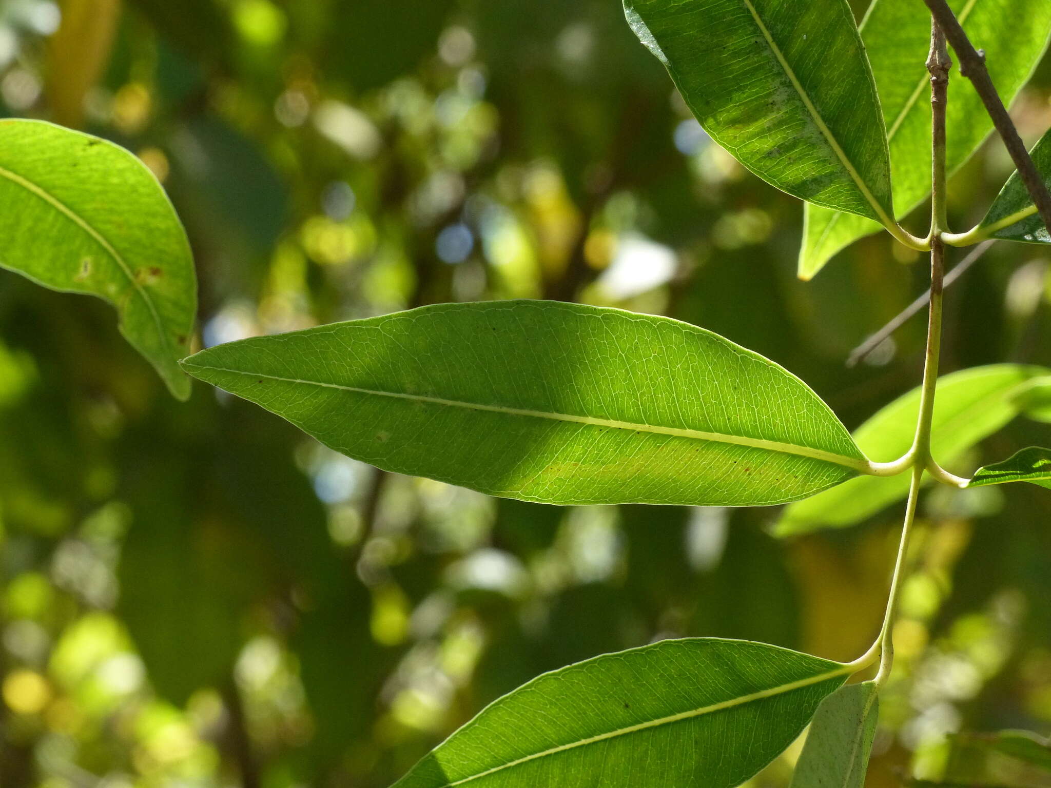 Image de Syzygium salicifolium (Wight) J. Grah.