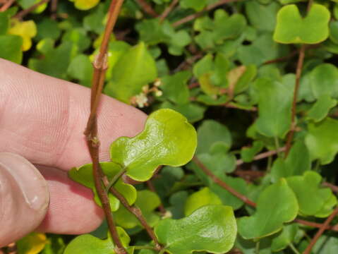 Image of Muehlenbeckia complexa var. grandifolia Carse