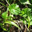 Image of Lobelia cochleariifolia Diels