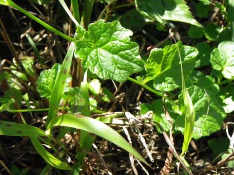 صورة Lobelia cochleariifolia Diels