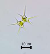 Image of Xanthidium octocorne