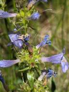 Image of Front Range beardtongue