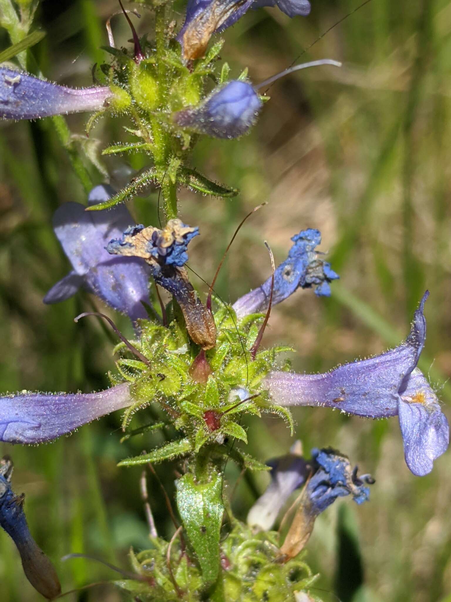 Image of Front Range beardtongue