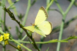 Image of Harford's Sulphur