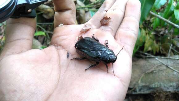 Image of Panesthia angustipennis (Illiger 1801)