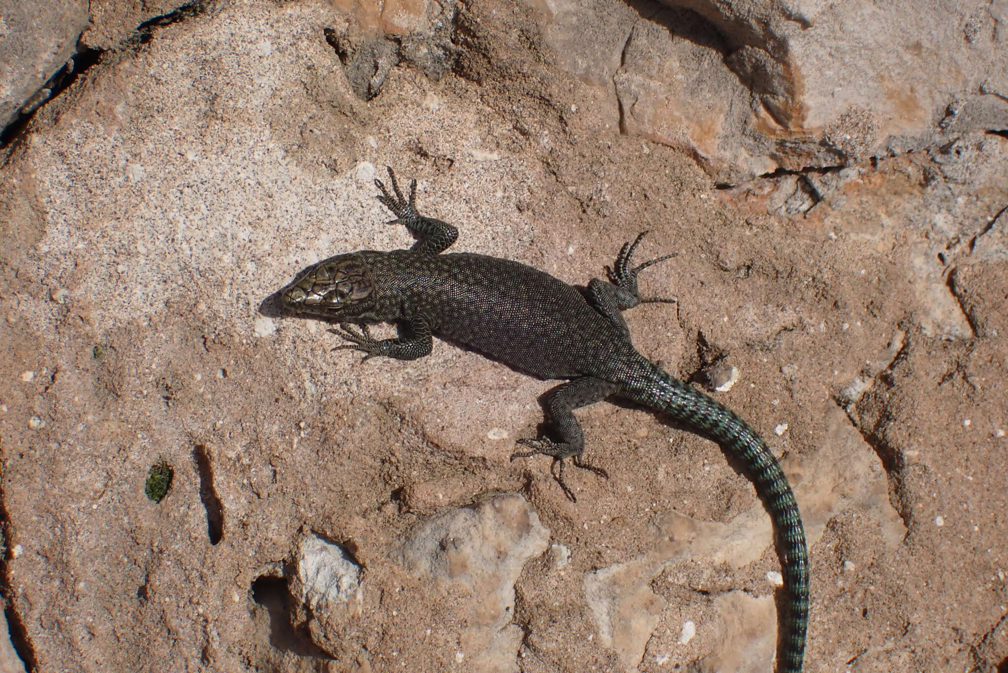 Image of Sharp-snouted Rock Lizard