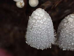 Coprinopsis urticicola (Berk. & Broome) Redhead, Vilgalys & Moncalvo 2001 resmi