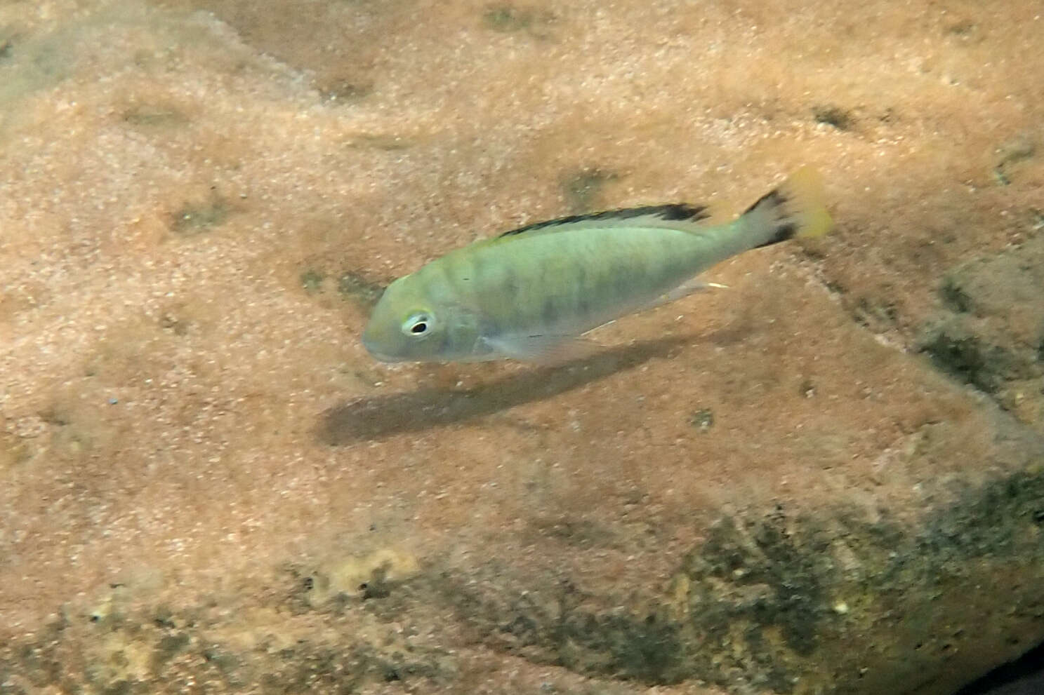 Image of Pseudosimochromis marginatus (Poll 1956)