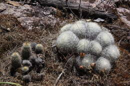 Image de <i>Echinocereus chaletii</i> W. Rischer