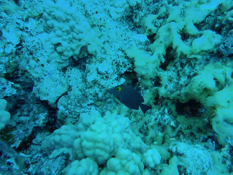 Image of Bristletoothed Surgeonfish