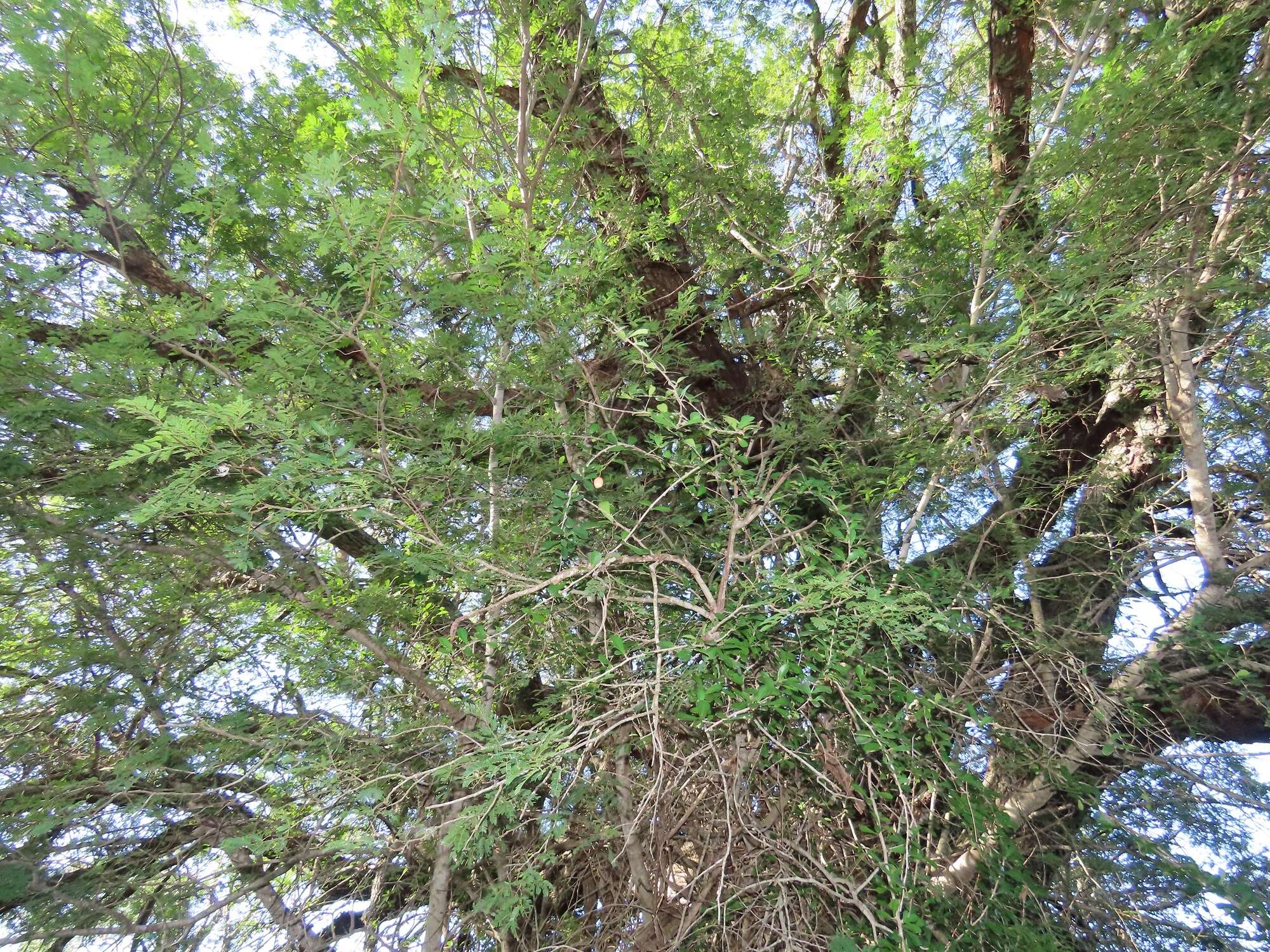 Image of Putterlickia neglecta Jordaan, R. G. C. Boon & A. E. van Wyk