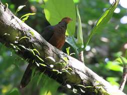 صورة Macropygia tenuirostris Bonaparte 1854