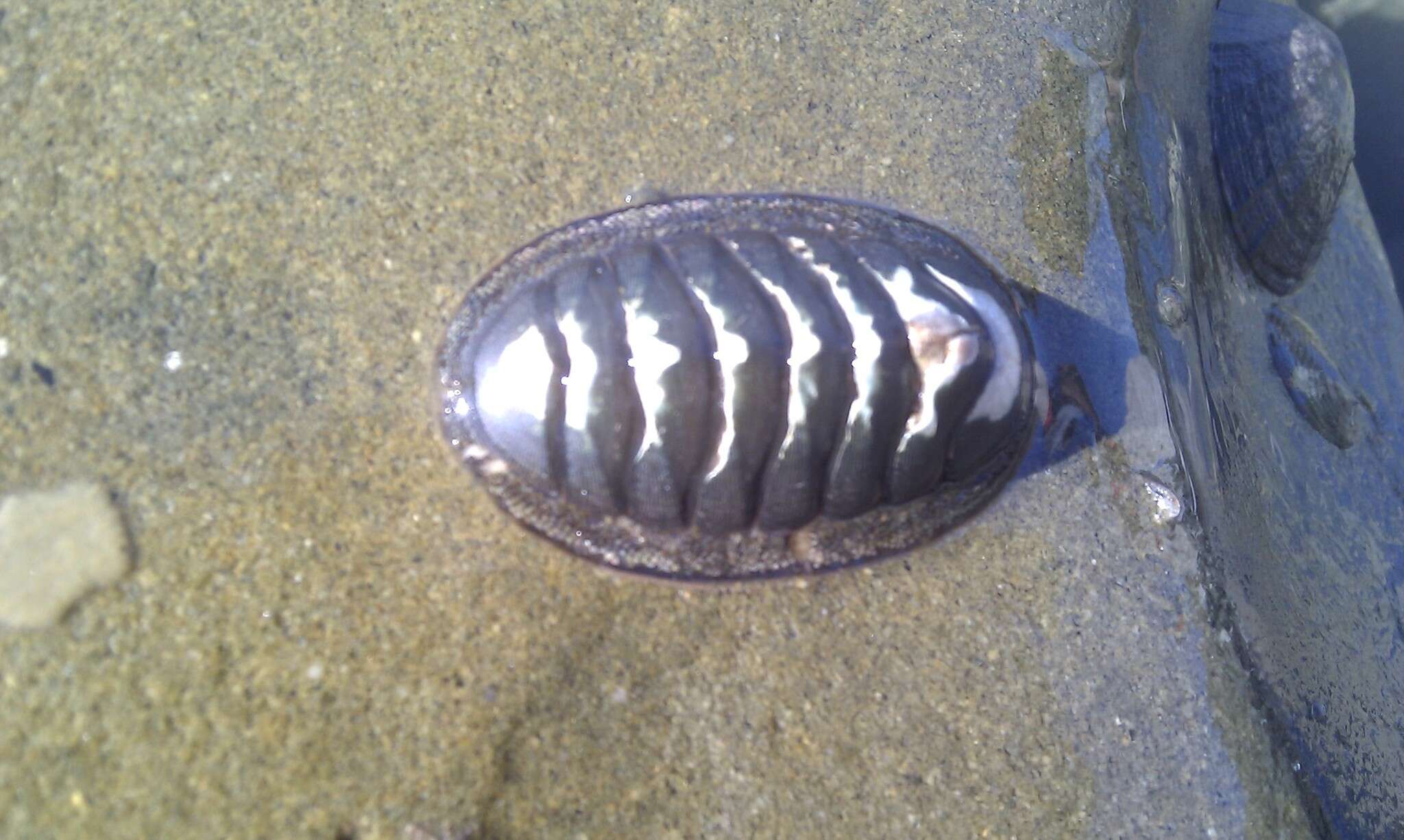 Image of blue green chiton