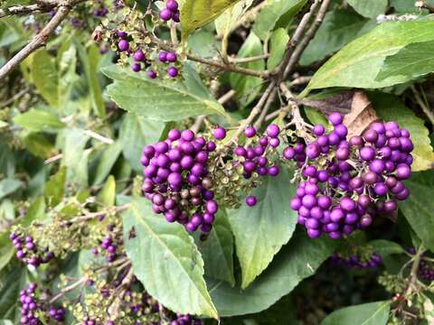 Image of Japanese callicarpa