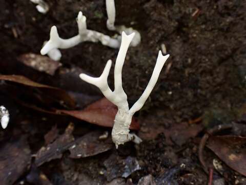 Слика од Xylaria furcata Fr. 1851