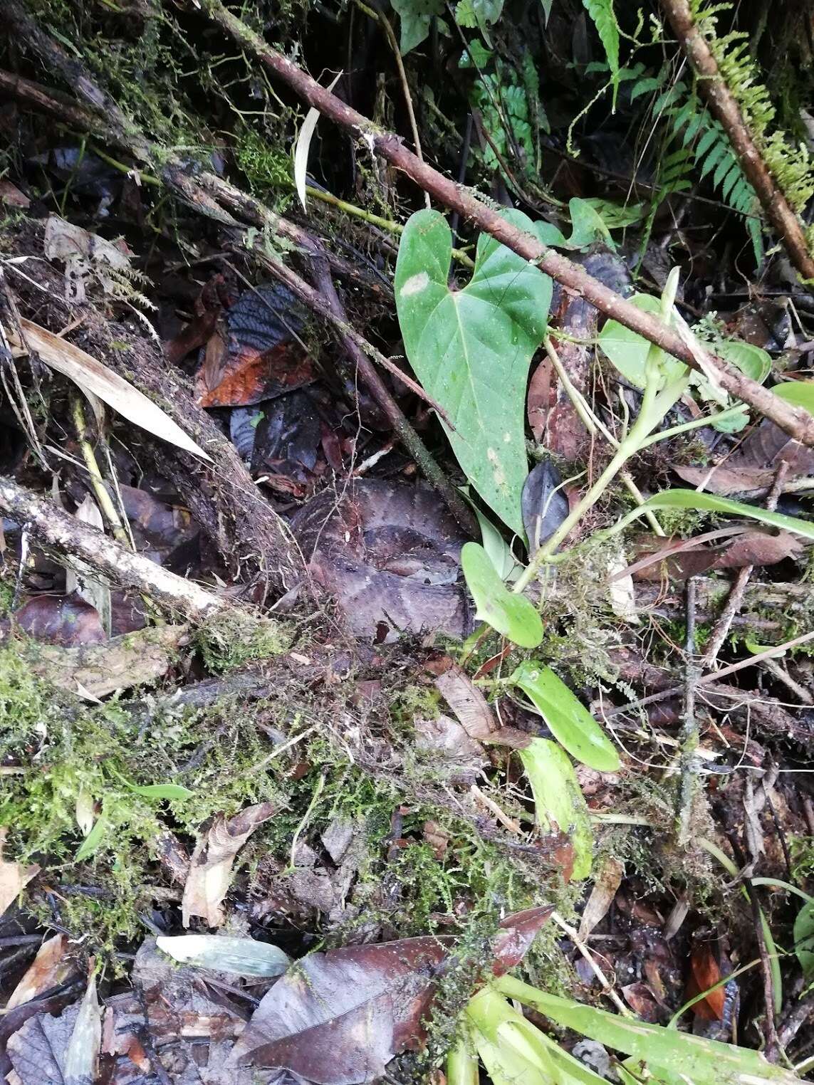 Image of Bothrocophias campbelli (Freire-Lascano 1991)