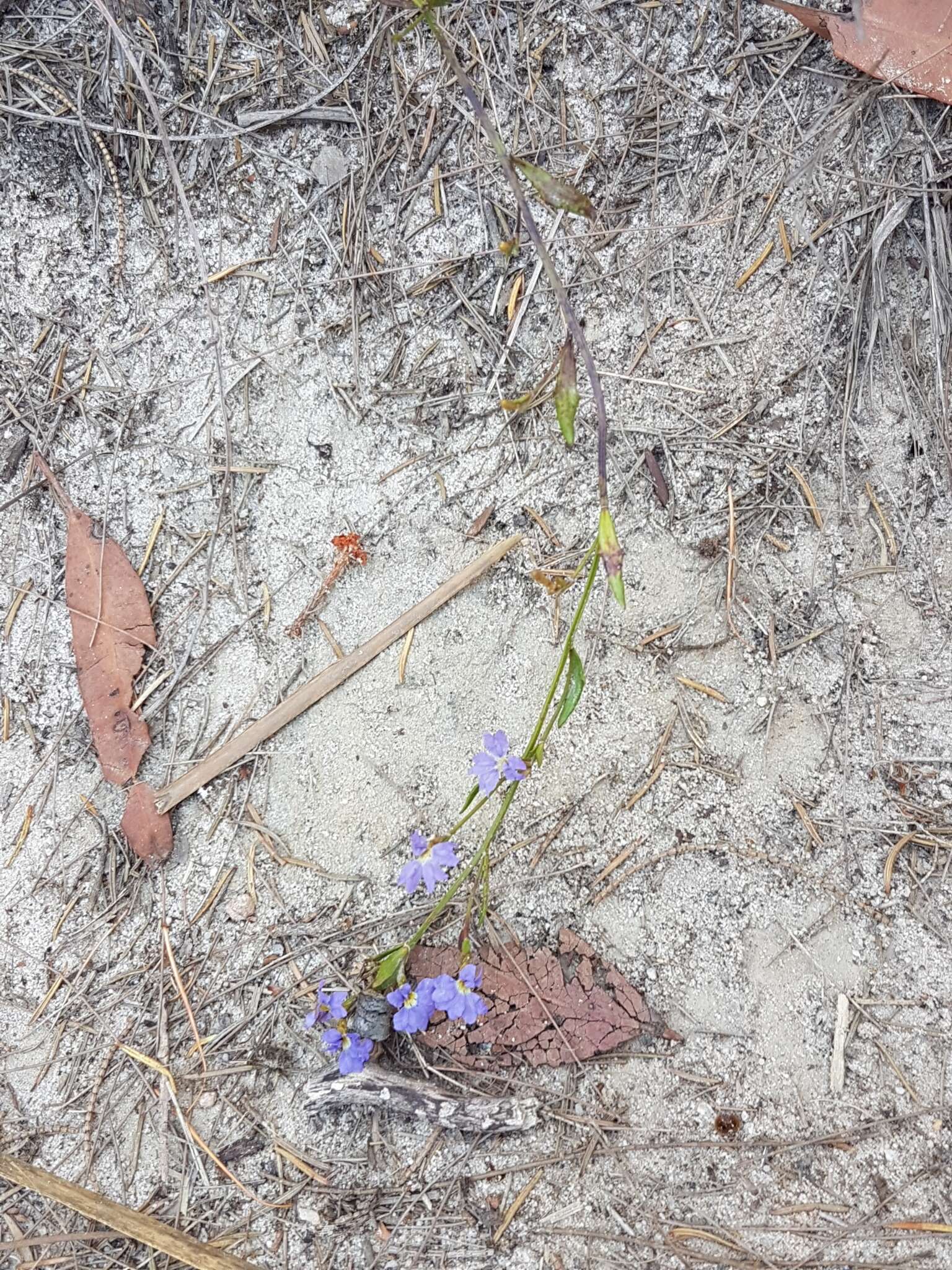 Image of Dampiera purpurea R. Br.