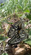 Papilio xuthus Linnaeus 1767 resmi