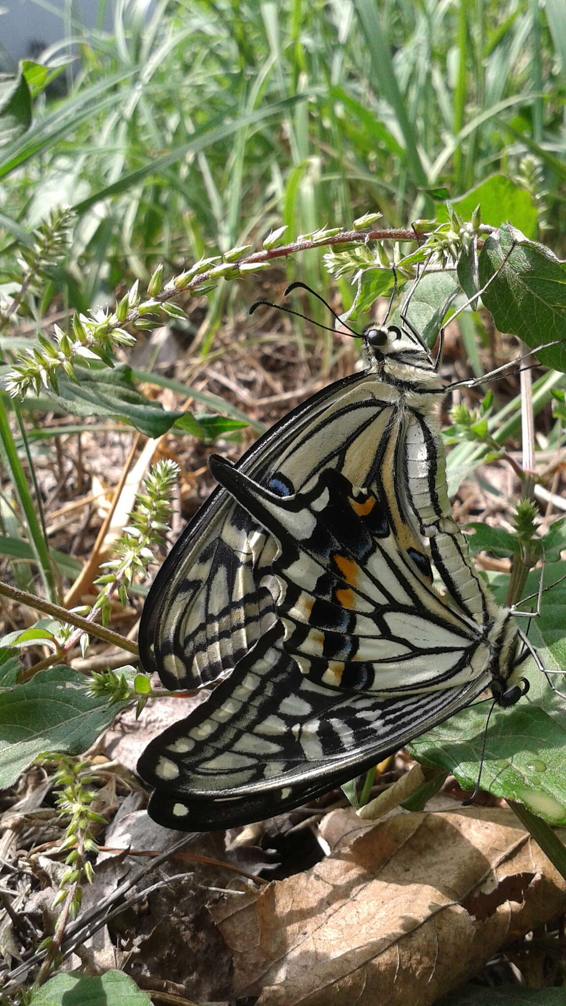 Papilio xuthus Linnaeus 1767 resmi