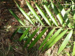 Image of Alpinia oxymitra K. Schum.