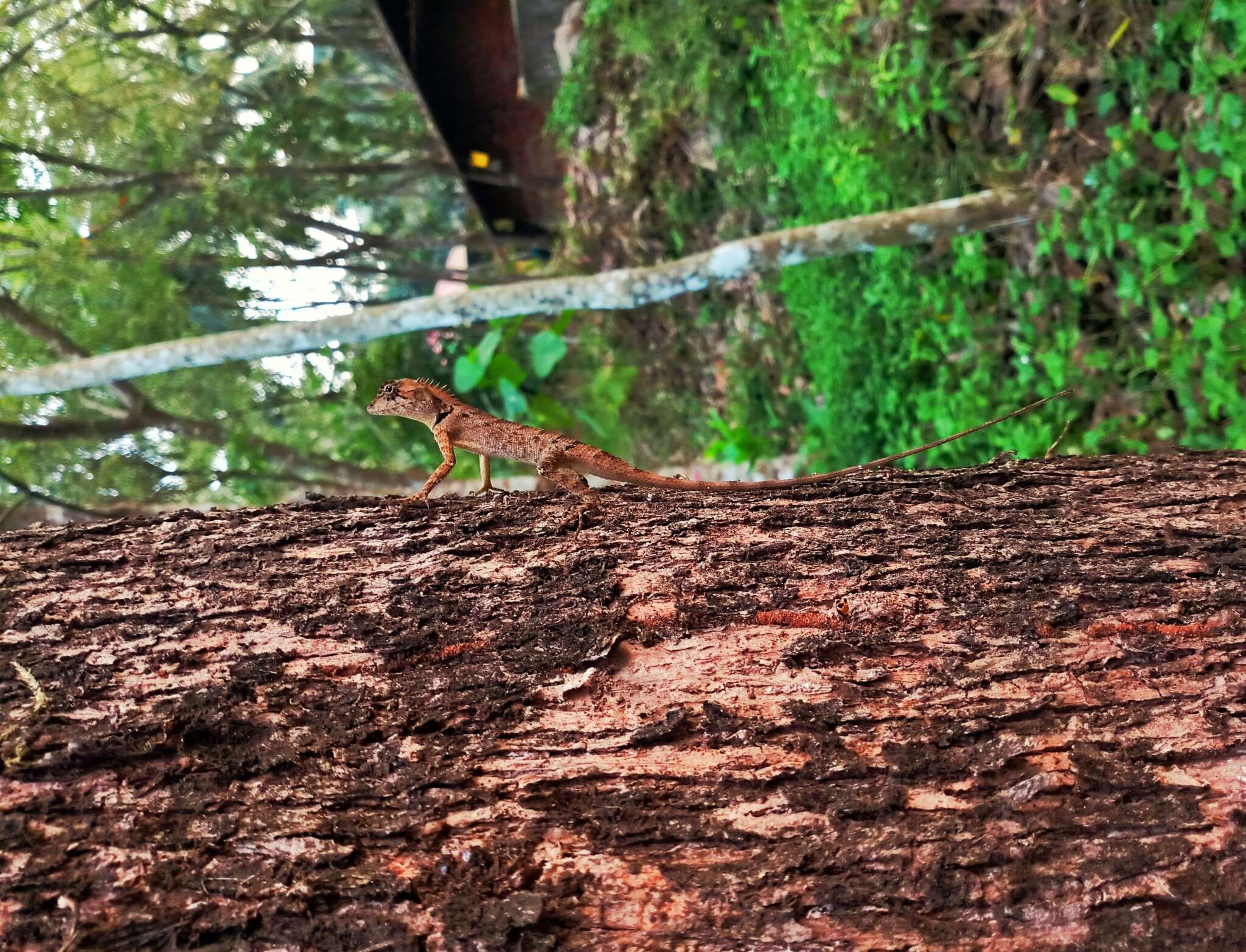 Image of Elliot's Forest Lizard