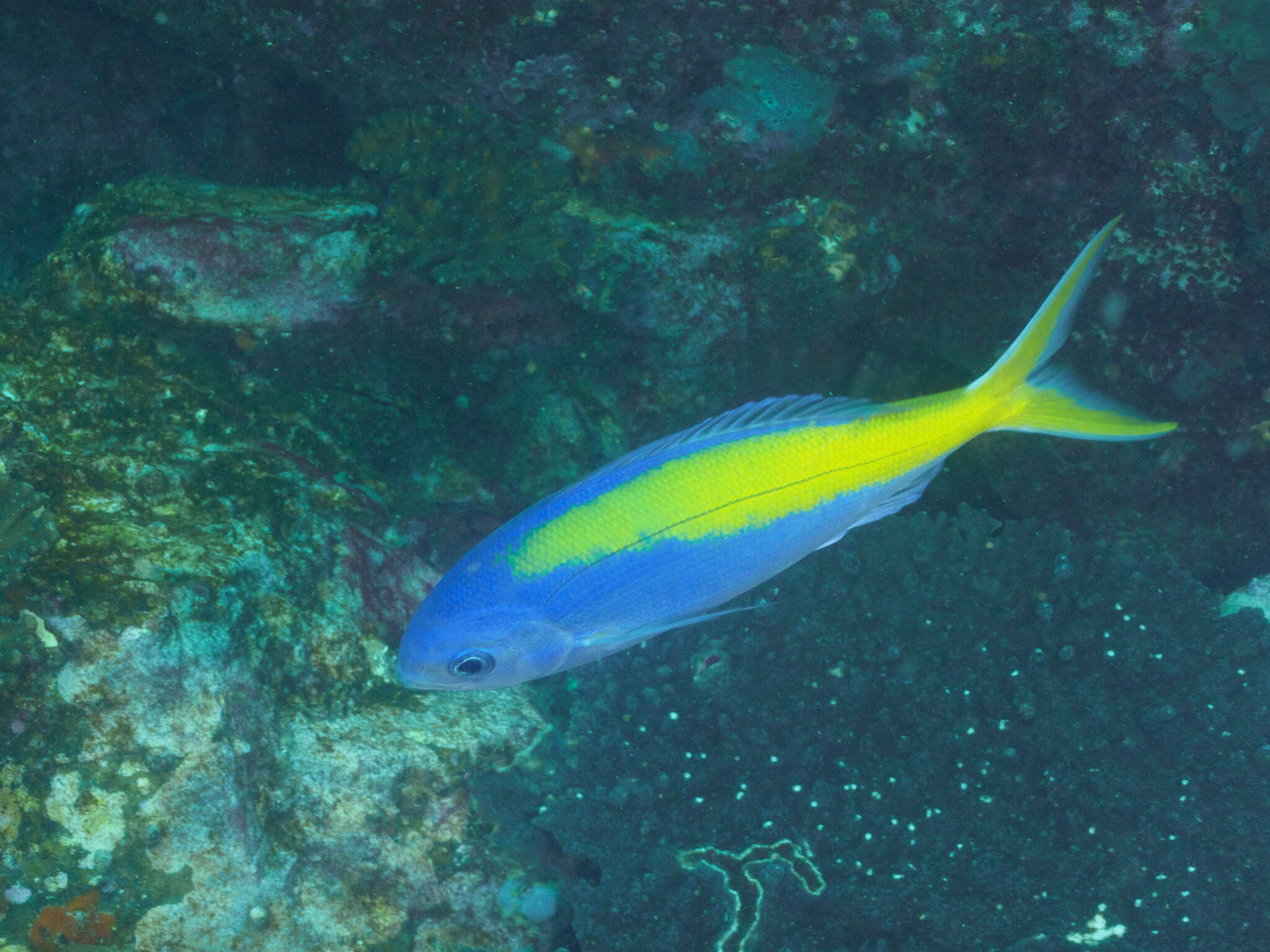 Image of Yellowtail blue snapper