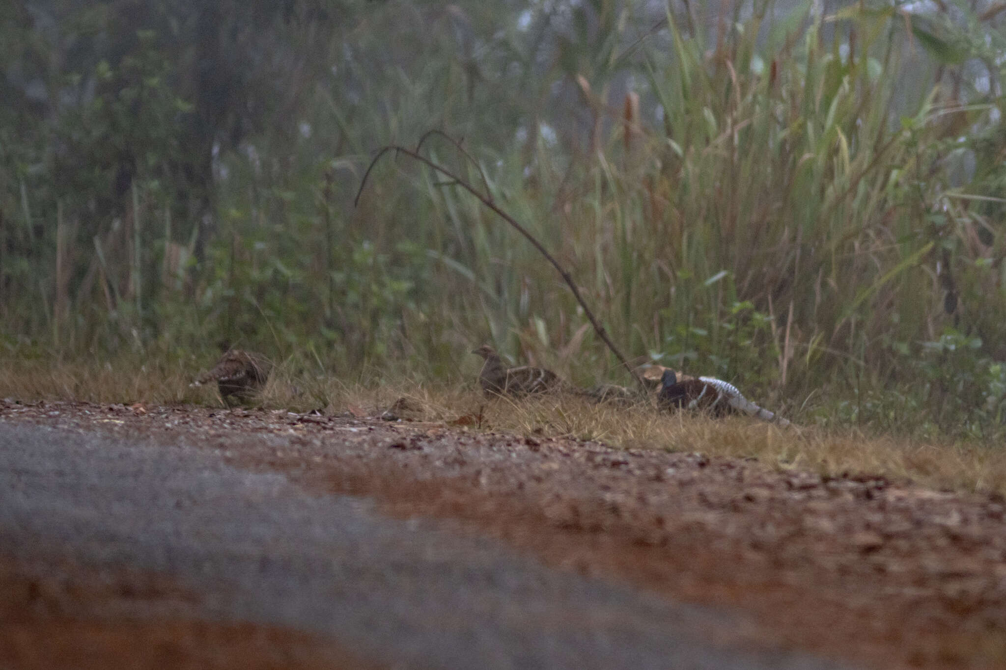 Image of Hume's Bar-tailed Pheasant