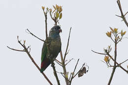 Image of Red-billed Parrot