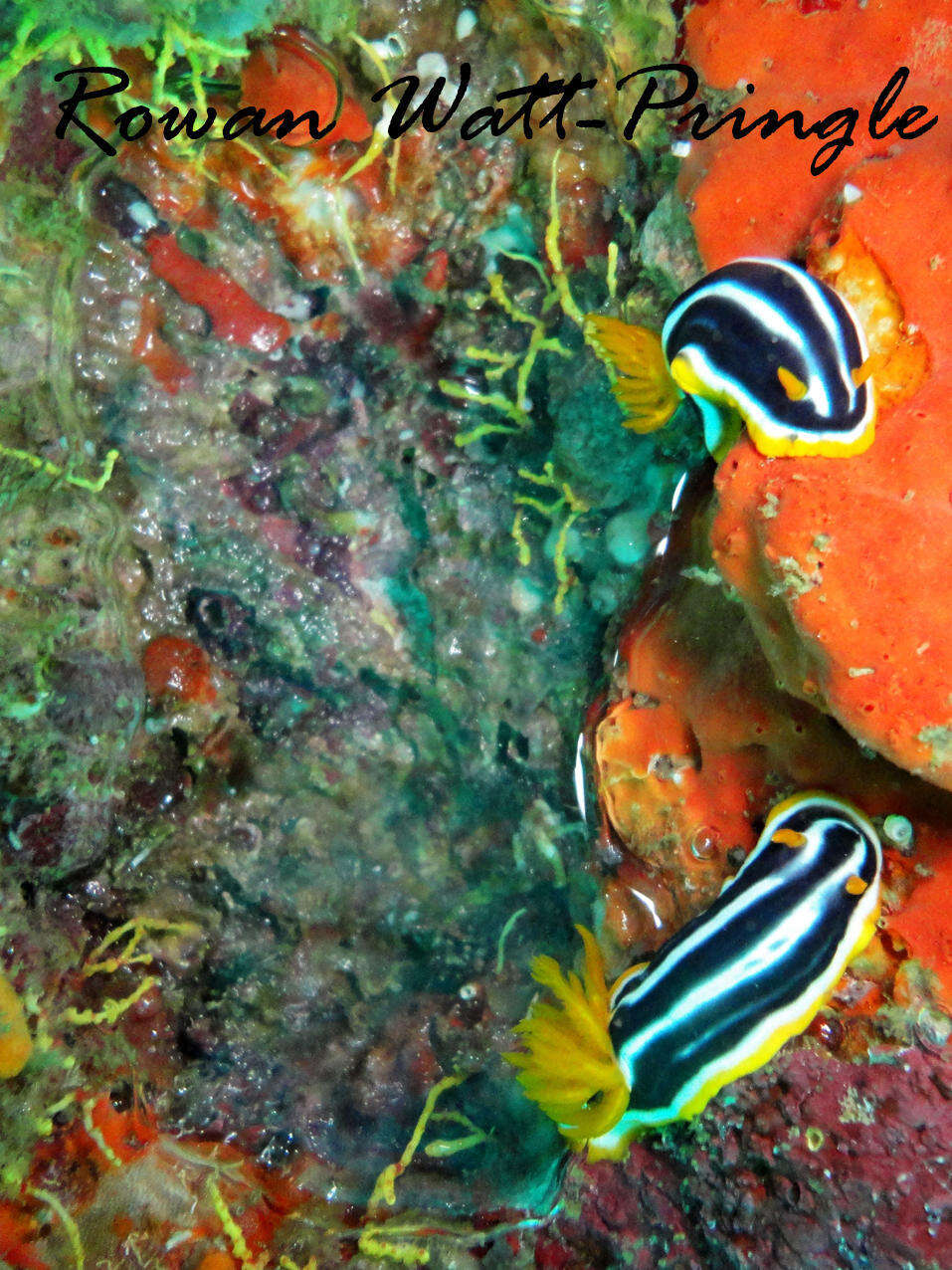 Image of Chromodoris africana Eliot 1904