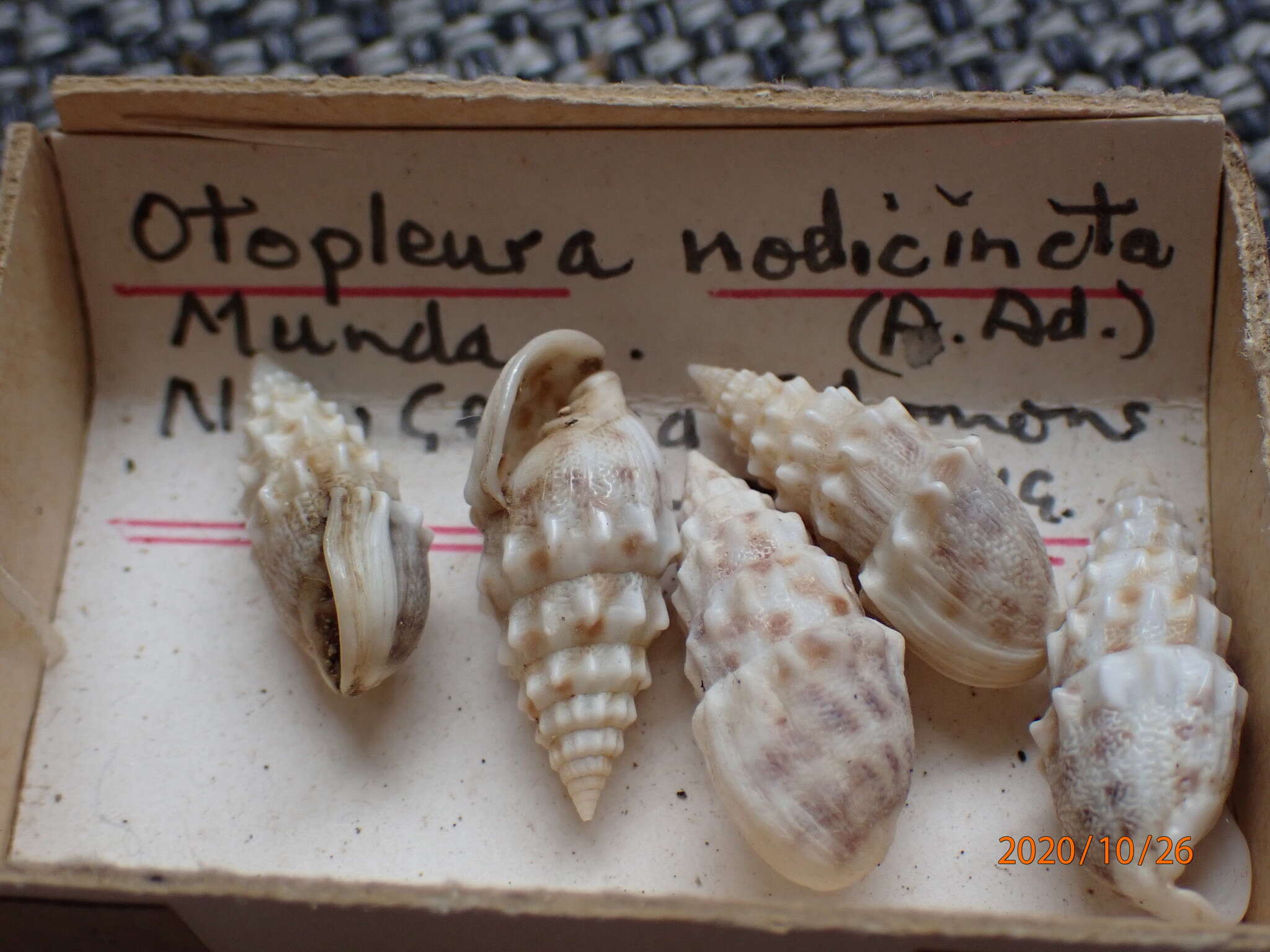 Image de Otopleura nodicincta (A. Adams 1854)