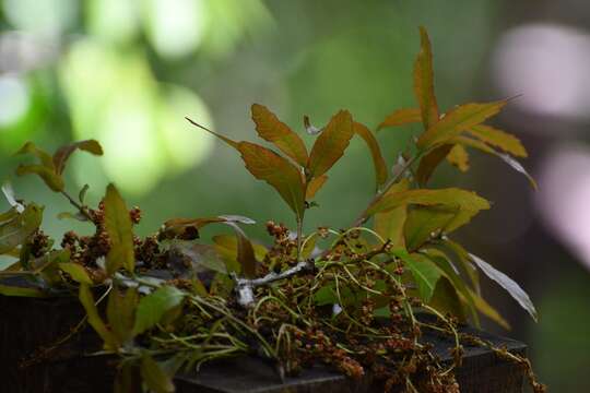 Image of Quercus lancifolia Schltdl. & Cham.