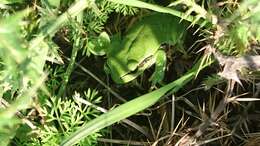 Image of Lemon-yellow tree frog