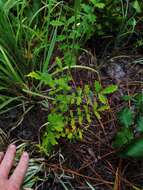 Image of incised agrimony