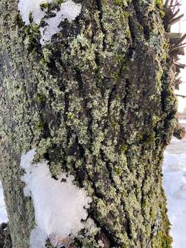 Image of rosette lichen