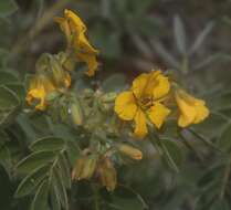 Image of Senna crotalarioides (Kunth) H. S. Irwin & Barneby