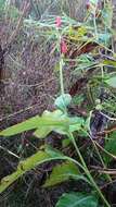 Image of Canna indica L.