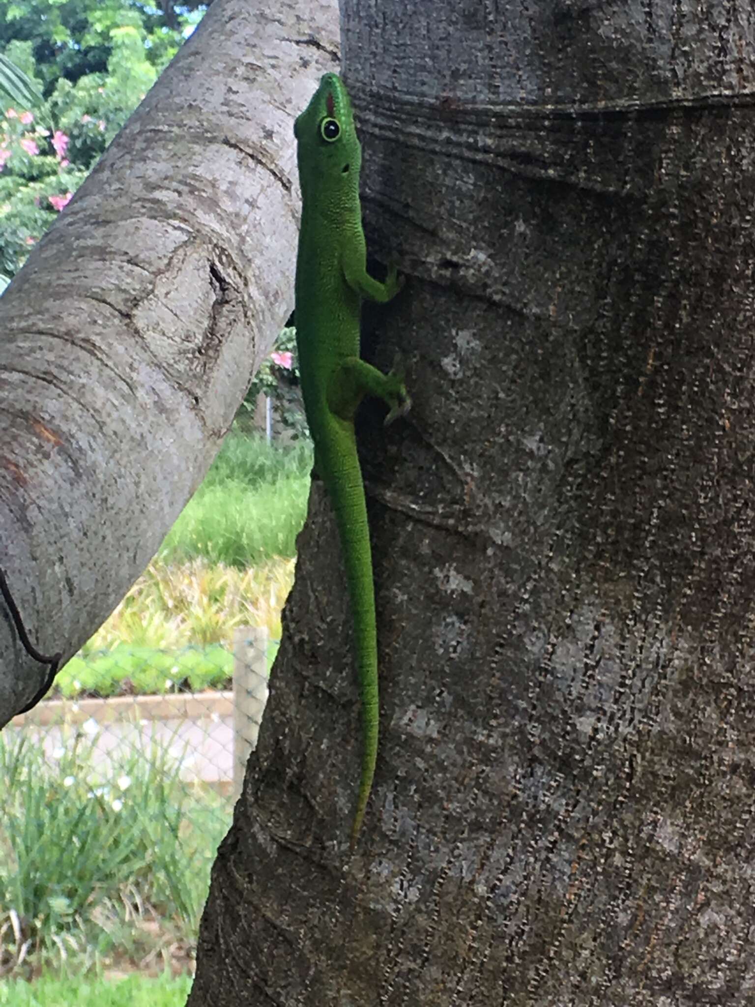 Plancia ëd Phelsuma grandis Gray 1870