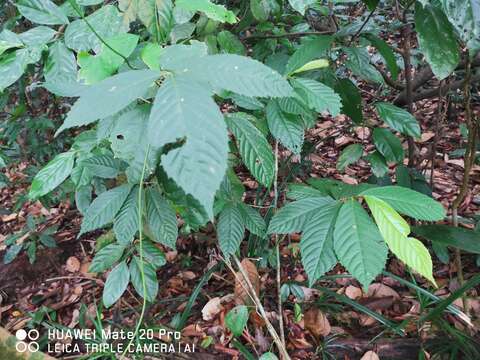 Image of Rinorea anguifera (Lour.) Kuntze