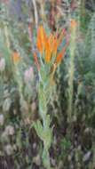 Image of Castilleja minor var. exilis (A. Nelson) J. M. Egger