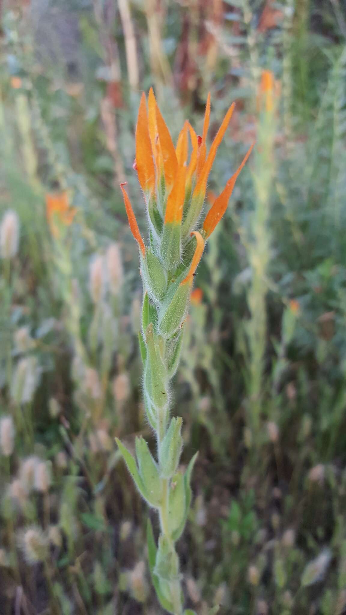 Image of Castilleja minor var. exilis (A. Nelson) J. M. Egger