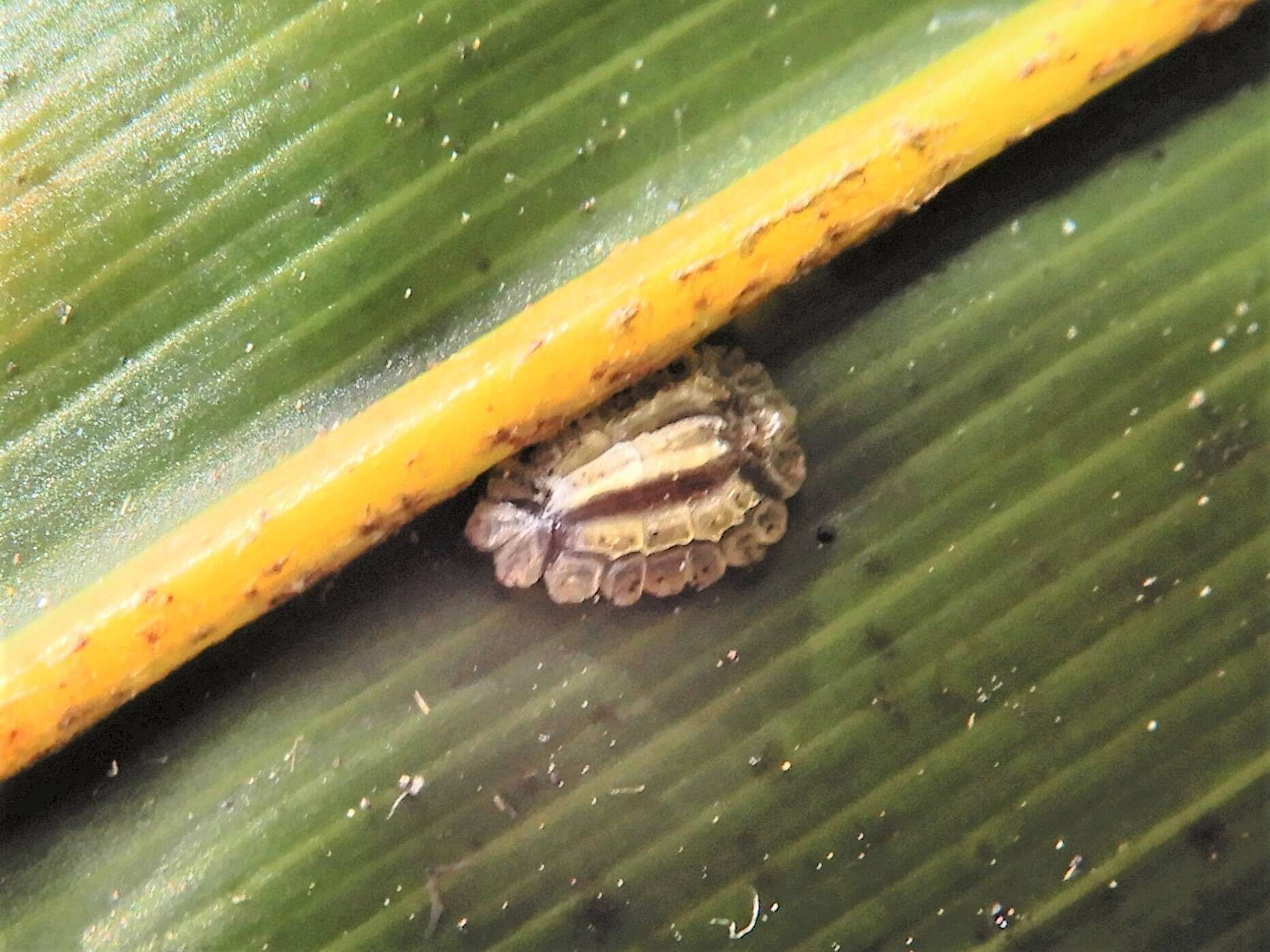 Image of Plumichiton nikau Henderson & Hodgson