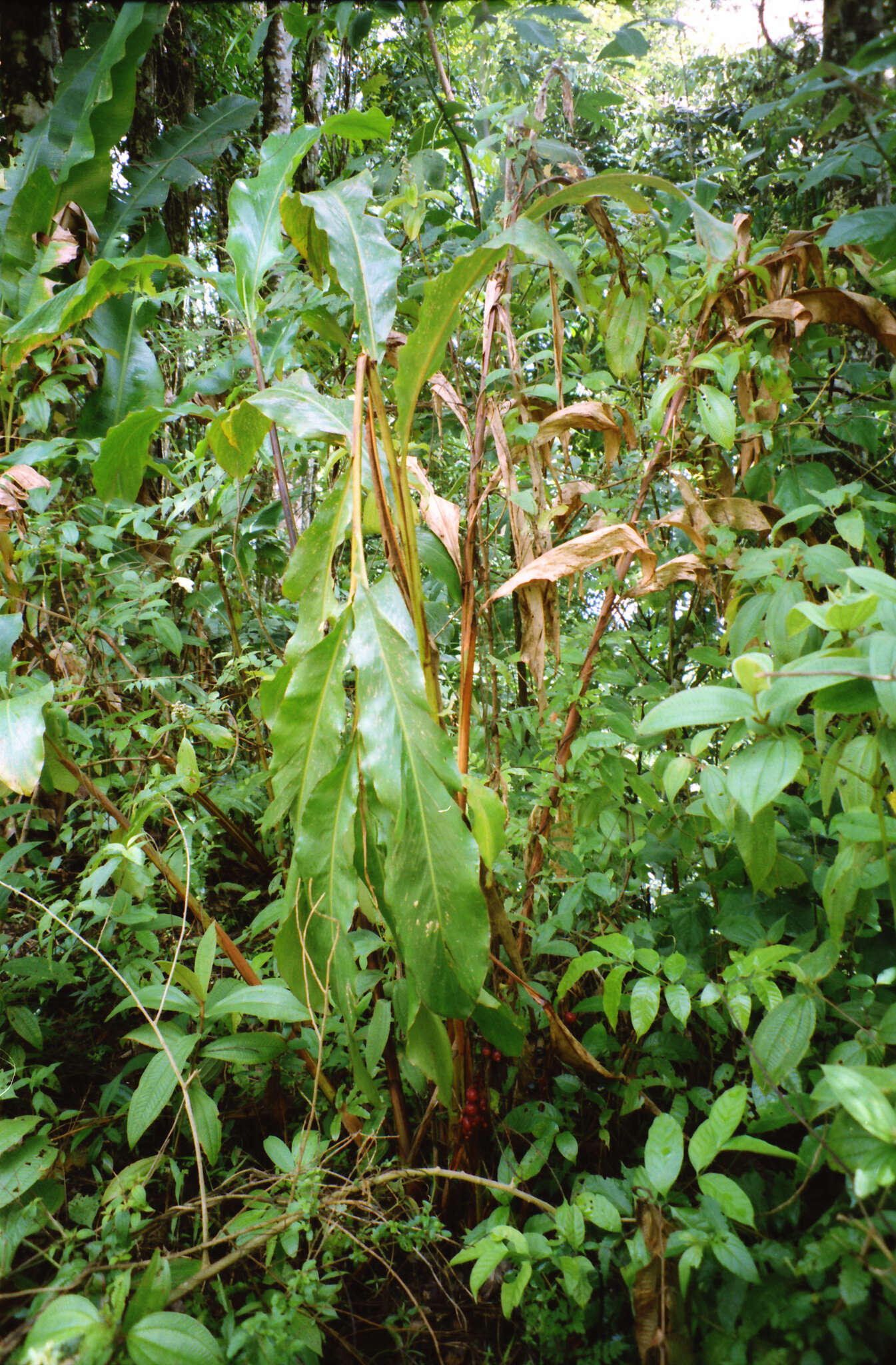 Image of jenjibre-de-jardin