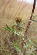 Image of Berkheya pinnatifida (Thunb.) Thell.