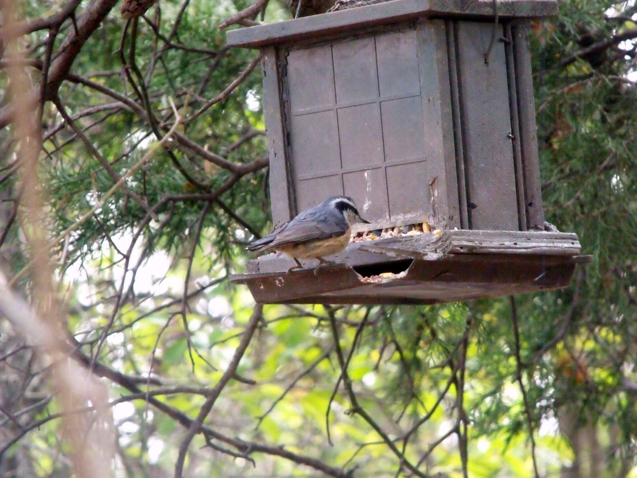 Imagem de Sitta canadensis Linnaeus 1766