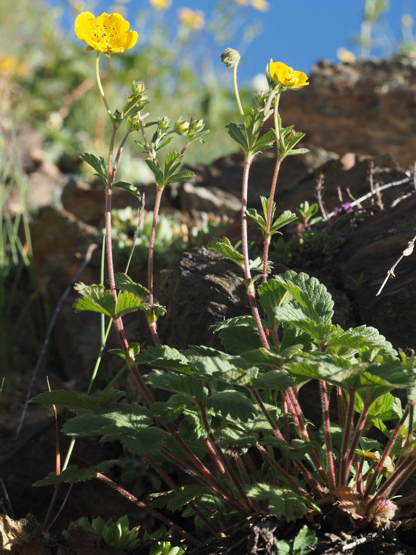 Image de Potentille à grandes fleurs