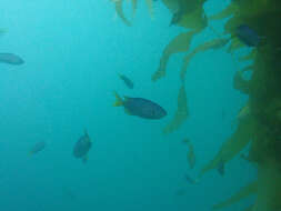 Image of Blacksmith Chromis